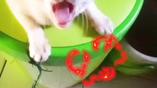 the cat dragon spits fire