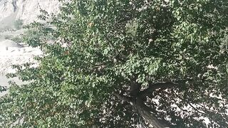 Apricot Tree with fruits