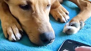 dog translation