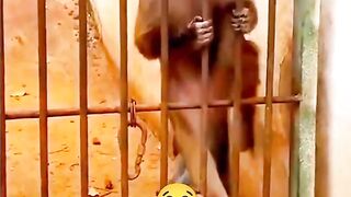 HUNGRY MONKEY #gorilla #animals #lions #wildanimals #travel #explore #subscribe #follow