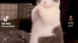 Funny compil Cats
