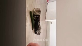Funniest Animals 2023 ???? Best Funny Cats and Dogs ???????? Part 20 _ Pets Corner 2