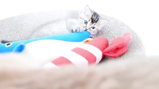kitten snoozing close to a penguin and a shrimp