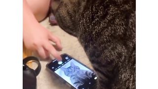 So Adorable Cat Moments