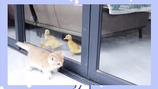 The kitten freed the captive duckling from its house.