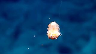 Dandelion siphonophore a type of pelagic colonial