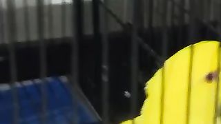 Yellow ringneck  Parrots for sale