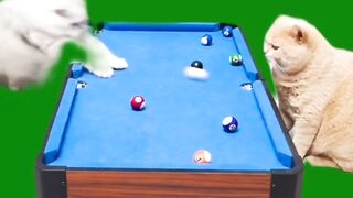 Cat playing snooker