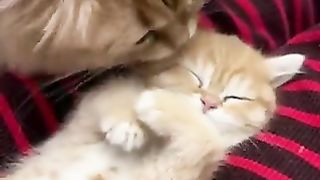 Kitten spoiling mother cat