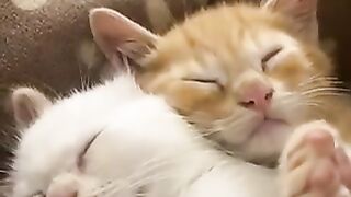 cat that snuggles up to sleep
