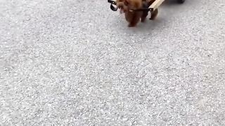 Dog is car driving