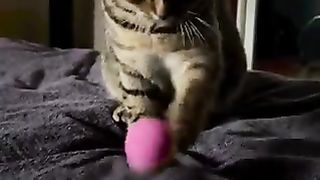 Cat asking to play