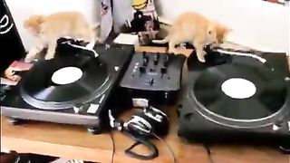 Kittens who became DJs