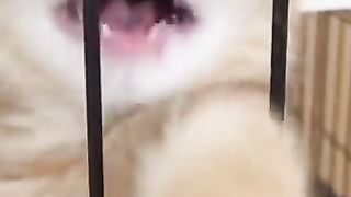 pampered cat