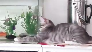 stupid cat
