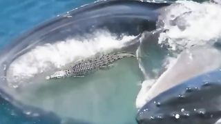 Baleine attrape un crocodile