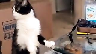 A cat that cares