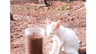 Little cat eating