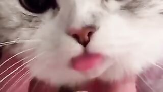cat with its tongue hanging out