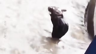 Mouse  swimming