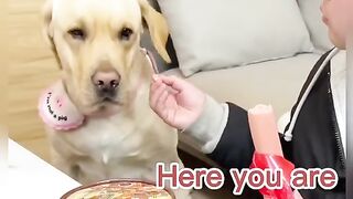 Kelucuan anjing peliharaan ketika majikan sedang makan