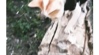 Model CAT-Walk