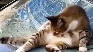 cat cuteness