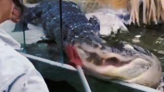 Sekumpulan Buaya ganas
