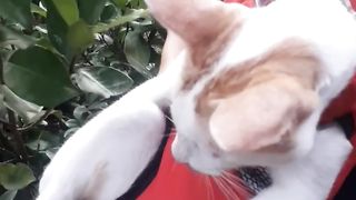Cat Eating Green Gras while piggyback