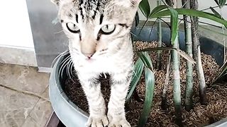 Funny Cat 34