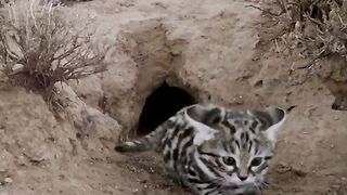 deadly cutes cat