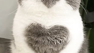 Cute cat 48