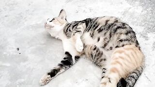 Funny cat 169