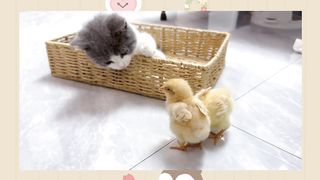 Chicks think that the kitten is their mother