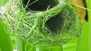 Amazing video 95