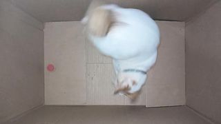 Happy Cat Playing with Ball Inside the Box