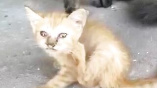 Funny cat 170
