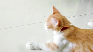 KUCING MAGER BANGET