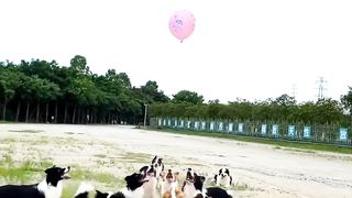 Dogs in Happy mood