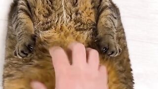 Beauty cat