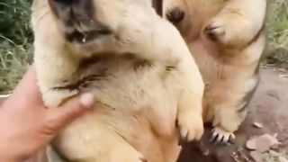 "Cute and Cuddly Giants: Exploring the Fascinating World of Capybaras"