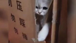 Best cat funny