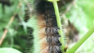 "Metamorphosis in Motion: The Captivating World of Caterpillars"