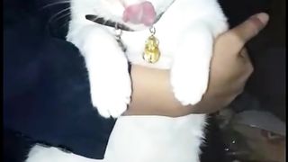 How to make Cat eating Pills