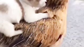 Cute Puppy riding Hen.