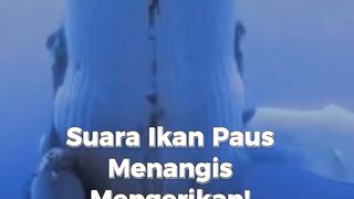 Suara Ikan Paus Yang Menakjubkan