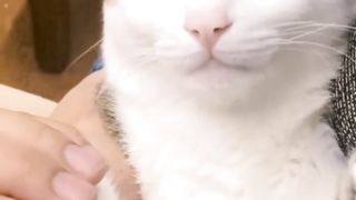 Funny ???? cat!!!!