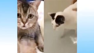 funniest cat videos