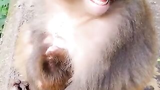 monkey funny 2