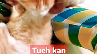 KUCING PALING SUSAH DIPEGANG